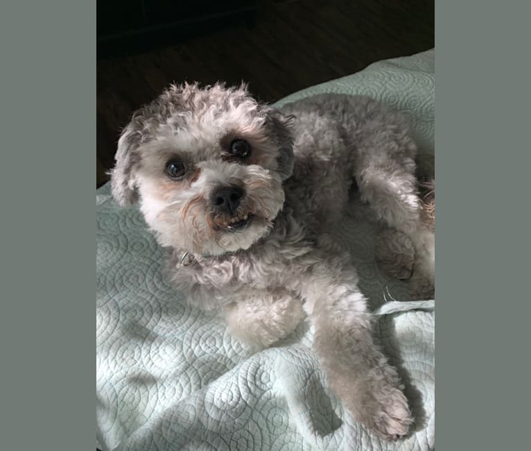 Photo of Bear, a Poodle (Small), Shih Tzu, and Pomeranian mix in Noblesville, IN, USA