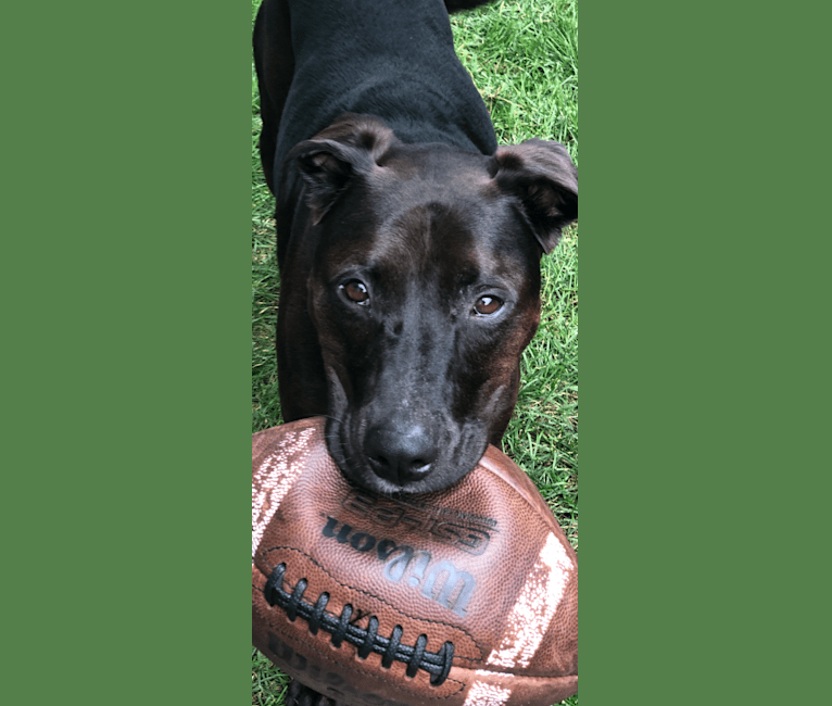 Axel, a Staffordshire Terrier and Rottweiler mix tested with EmbarkVet.com