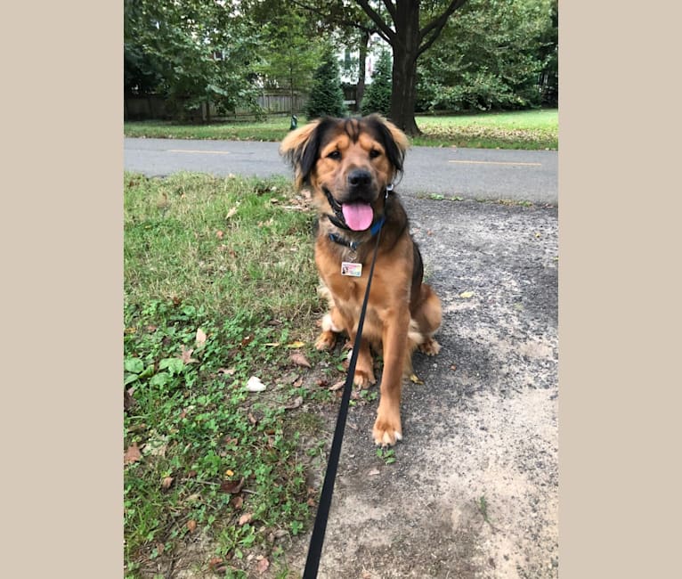 Ferris, an American Pit Bull Terrier and Miniature Pinscher mix tested with EmbarkVet.com