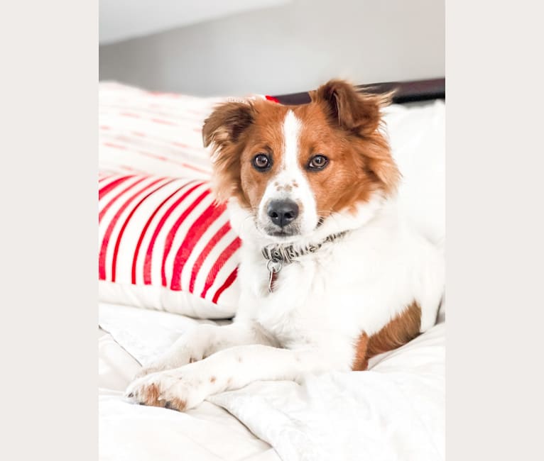 Almond, an American Village Dog and Pomeranian mix tested with EmbarkVet.com