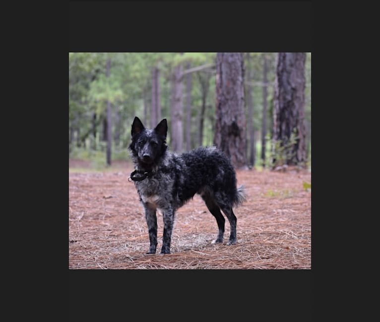 Embark Dog Dna Test Breed