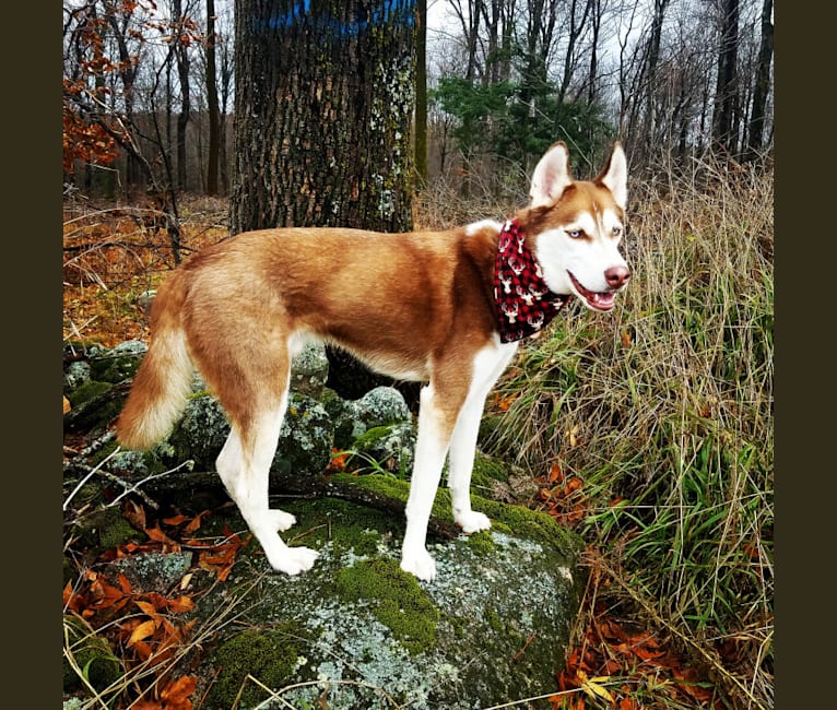 Moose, a Siberian Husky and Akita mix tested with EmbarkVet.com