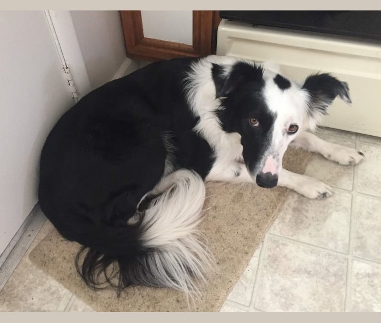 Oreo, a Border Collie tested with EmbarkVet.com