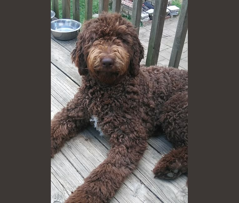 Maddi, a Poodle (Standard) and Labrador Retriever mix tested with EmbarkVet.com