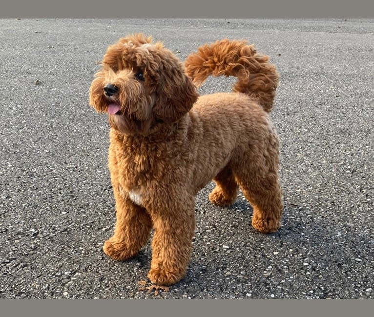Frenkie, a Poodle (Small) and Poodle (Standard) mix tested with EmbarkVet.com