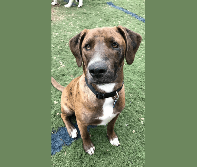 Finnick, a Staffordshire Terrier and Golden Retriever mix tested with EmbarkVet.com