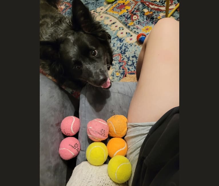 Odin 'stinky butt' Mussatti, an Australian Cattle Dog tested with EmbarkVet.com