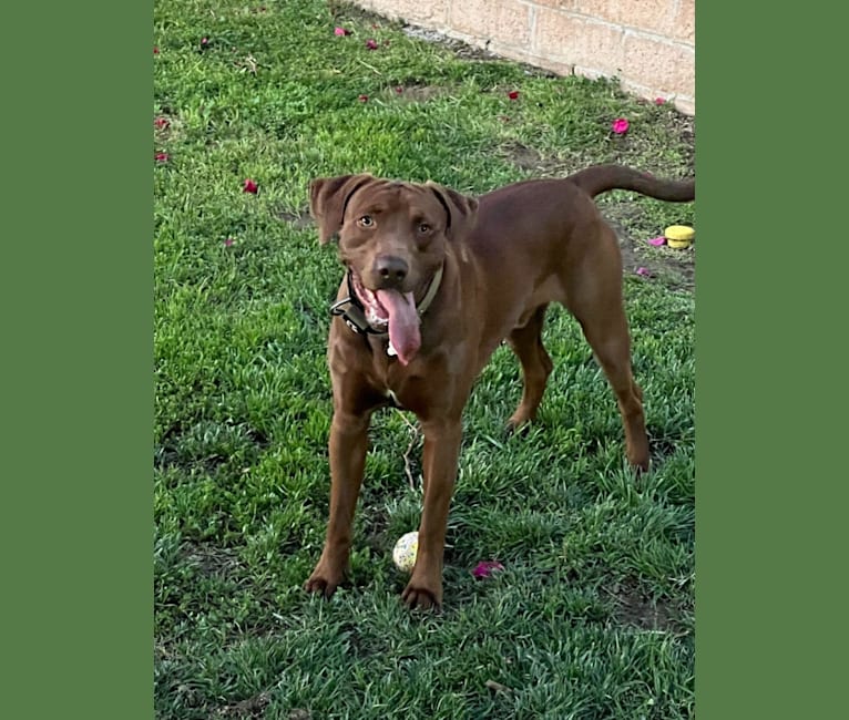 Kingston, a Weimaraner and Labrador Retriever mix tested with EmbarkVet.com