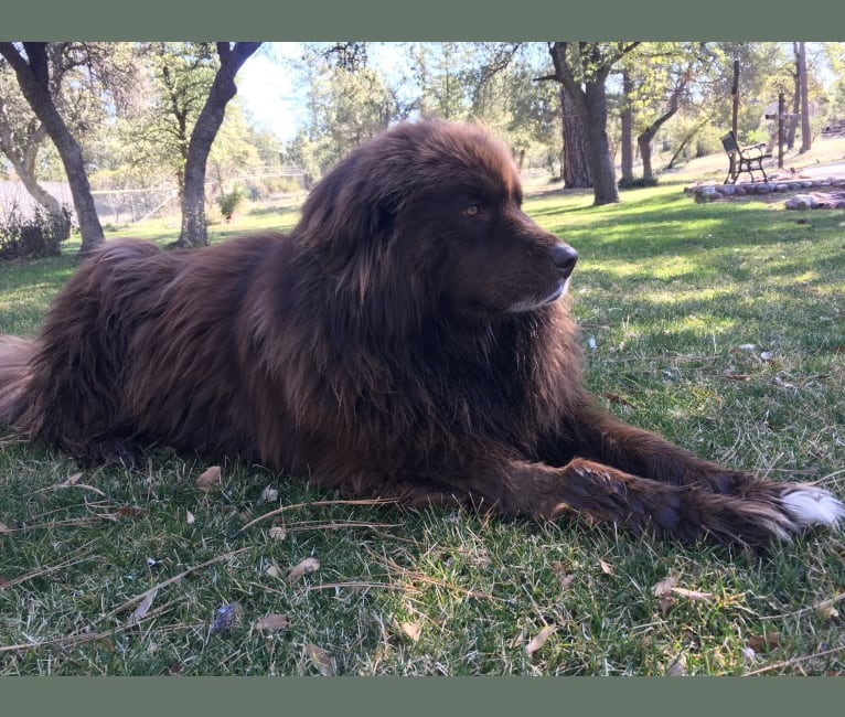 Rosey, a Newfoundland and Siberian Husky mix tested with EmbarkVet.com