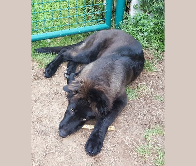 Jaromir, a German Shepherd Dog tested with EmbarkVet.com