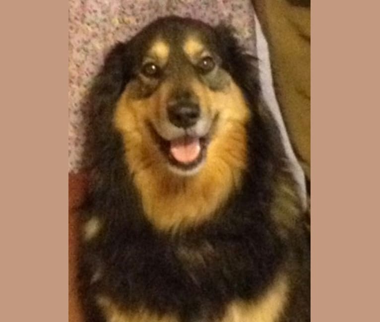 Rottweiler malamute store
