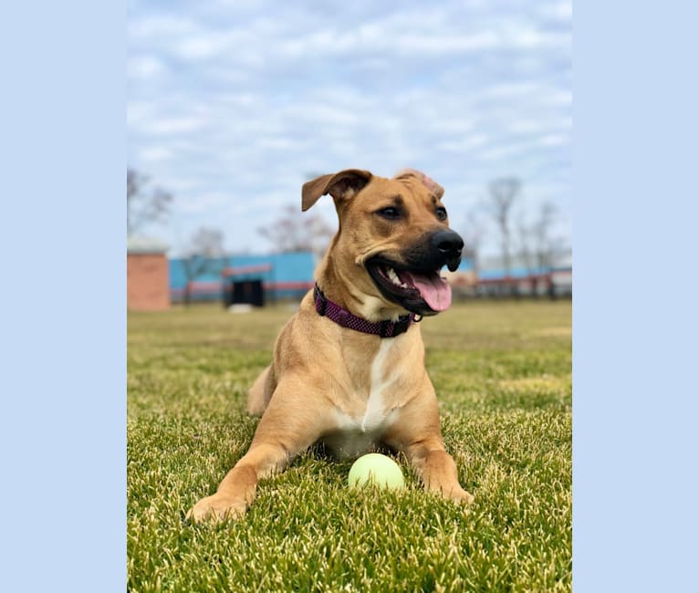 Piper, an American Pit Bull Terrier and Dutch Shepherd mix tested with EmbarkVet.com