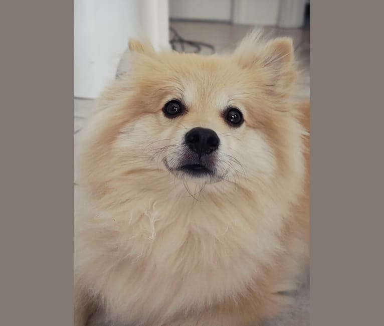 Photo of Yogi, a Pomeranian  in Venice, Florida, USA