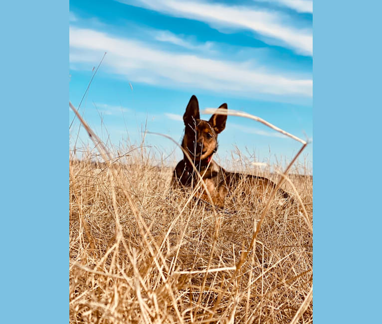 Alemã, a German Shepherd Dog and Australian Cattle Dog mix tested with EmbarkVet.com