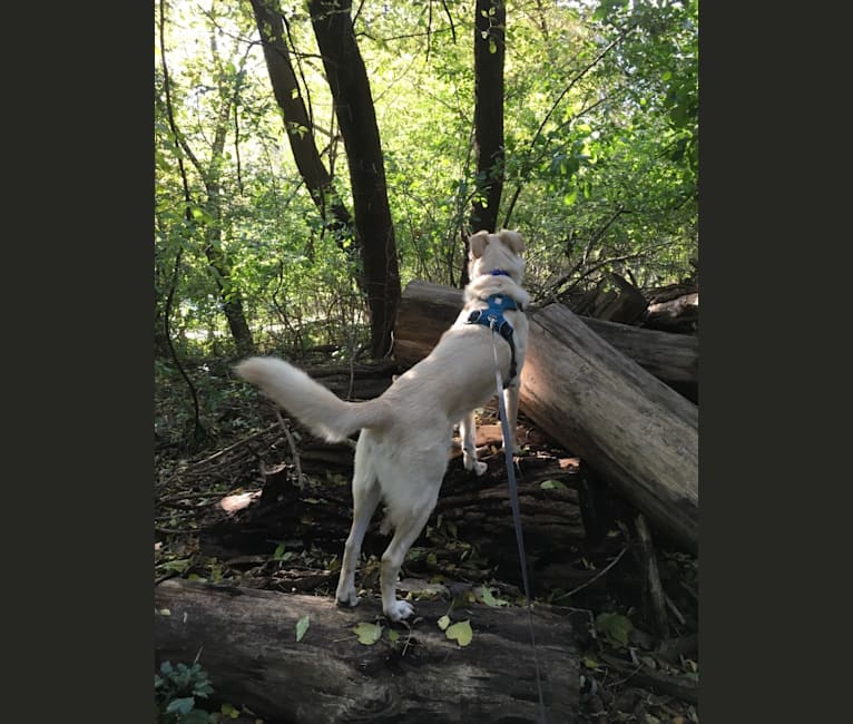 Rupert, a German Shepherd Dog and Golden Retriever mix tested with EmbarkVet.com