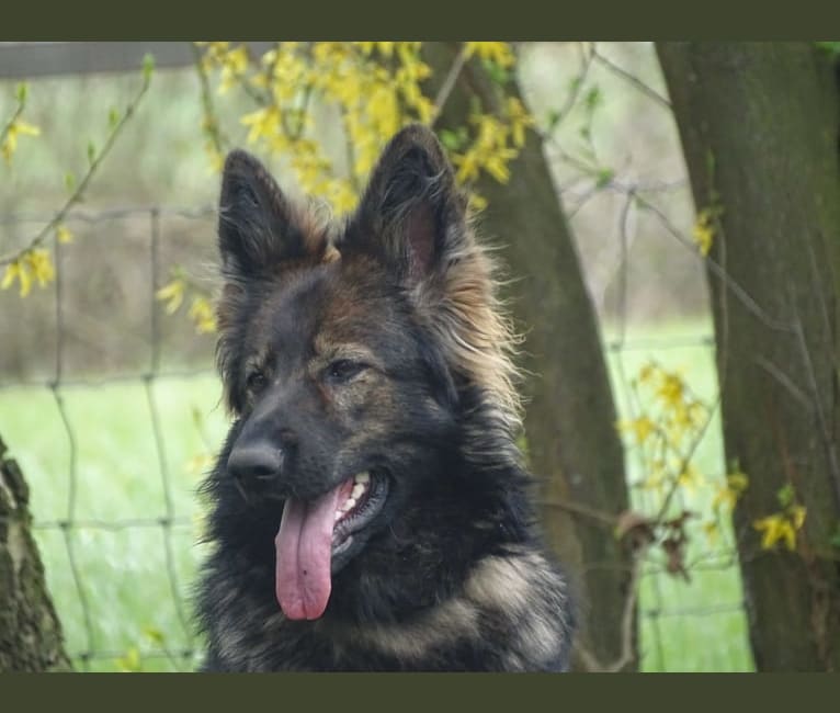 Ahava, a German Shepherd Dog tested with EmbarkVet.com