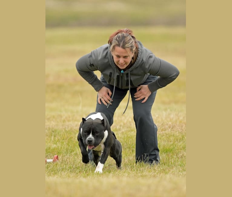 Fuel, an American Staffordshire Terrier tested with EmbarkVet.com