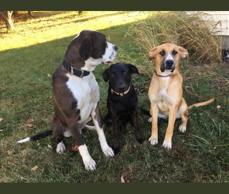 Photo of Marshall, a Saint Bernard, Great Dane, German Shepherd Dog, Labrador Retriever, and Poodle (Standard) mix in Caledonia, Ohio, USA