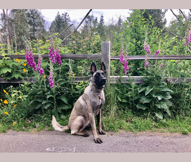 Sauce, a Belgian Shepherd tested with EmbarkVet.com