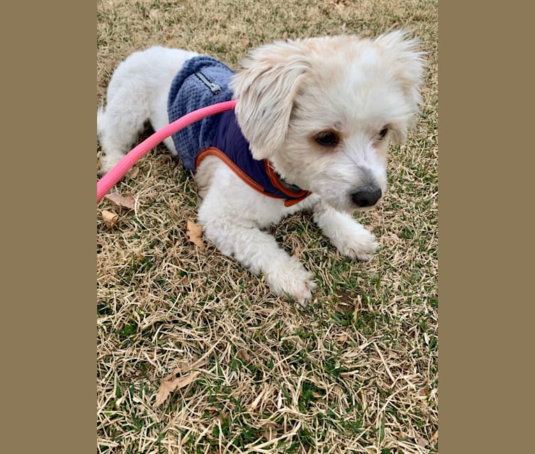 Embark Dog DNA Test Breed