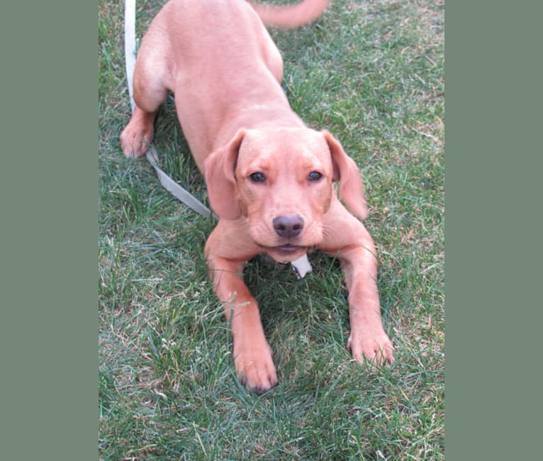 Ethan, a Rottweiler and American Pit Bull Terrier mix tested with EmbarkVet.com