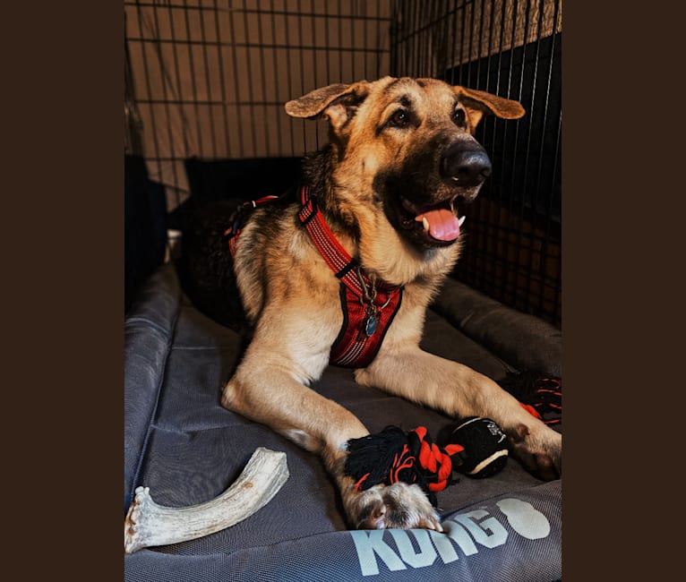 Strider, a German Shepherd Dog tested with EmbarkVet.com