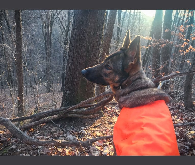 Timber, a German Shepherd Dog tested with EmbarkVet.com