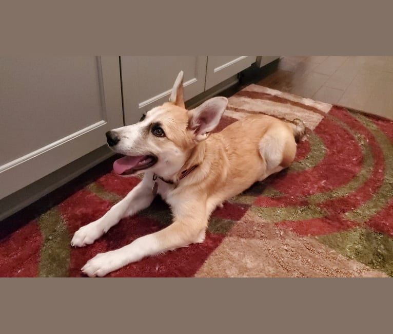 Juniper, a Great Pyrenees and Border Collie mix tested with EmbarkVet.com