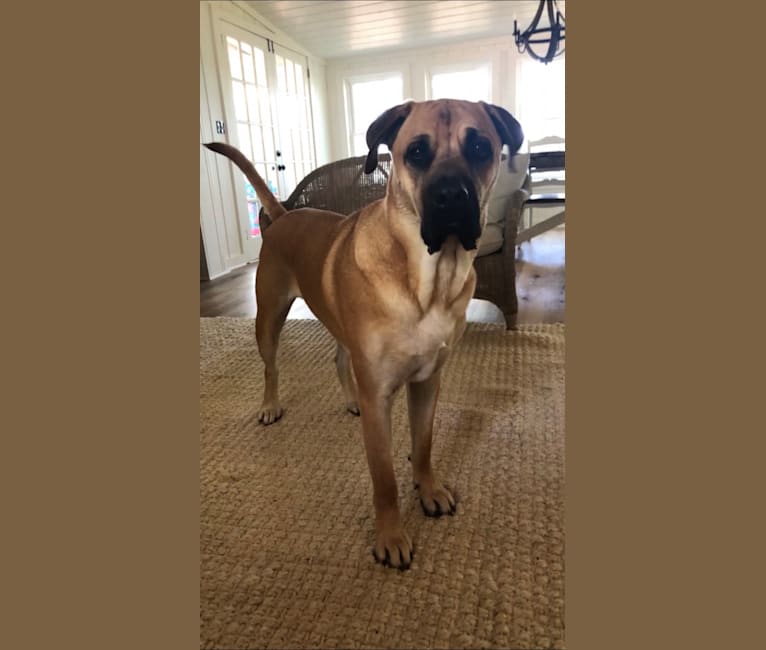 Embark Dog Dna Test Breed