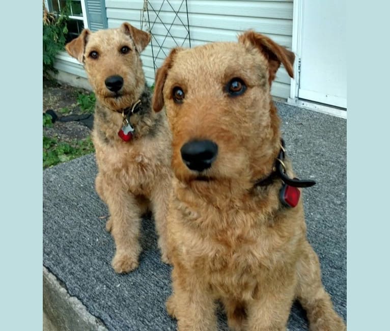 Sasha, an Airedale Terrier tested with EmbarkVet.com