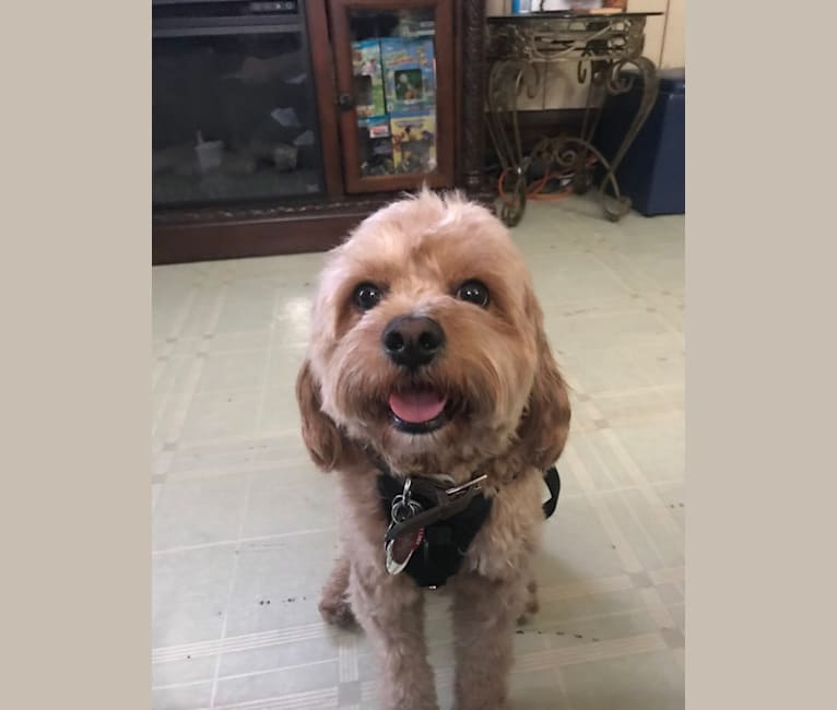 Keeper, a Cavapoo tested with EmbarkVet.com