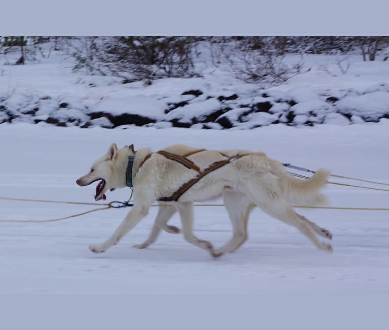 Timmie, a Siberian Husky tested with EmbarkVet.com