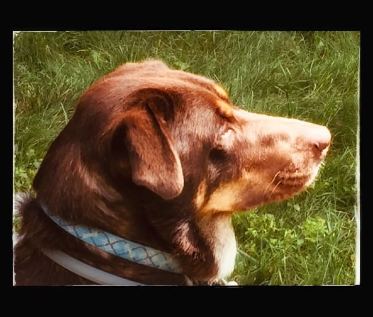 Milo Blue, a Labrador Retriever and Australian Cattle Dog mix tested with EmbarkVet.com