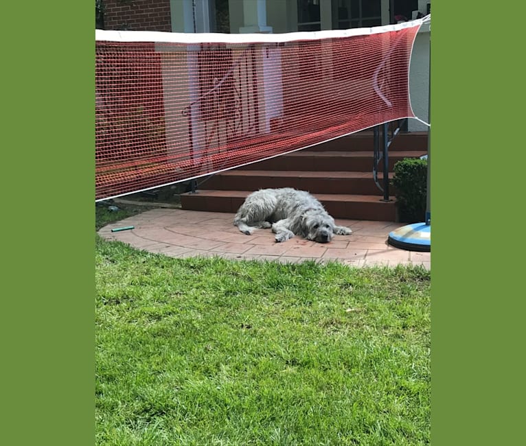 Winter, an Irish Wolfhound tested with EmbarkVet.com