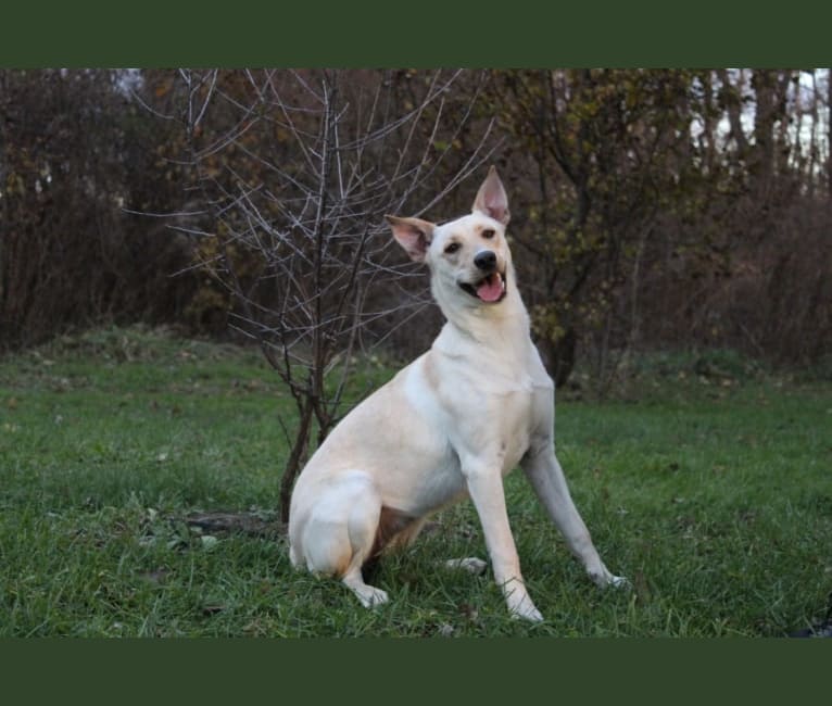 Photo of Star, a Carolina Dog 