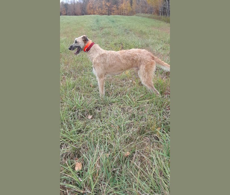 Photo of Janus, a Greyhound, Scottish Deerhound, and Mixed mix in USA