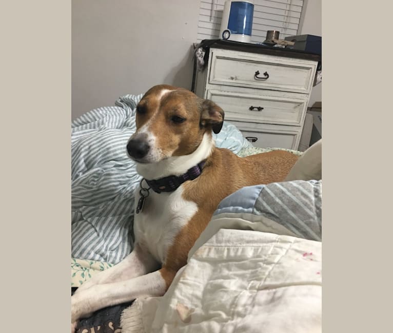 Greyhound shepherd mix sale