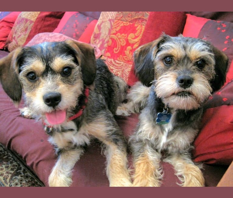 Iggy Pup, a Cavalier King Charles Spaniel and Miniature Schnauzer mix tested with EmbarkVet.com