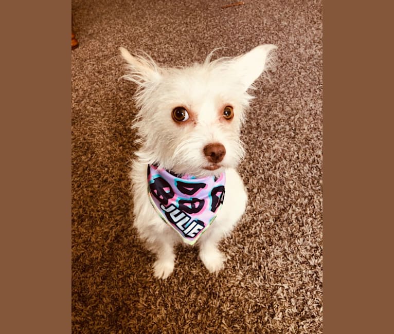 Photo of Julie, a Chihuahua, Poodle (Small), and Shih Tzu mix in California, USA