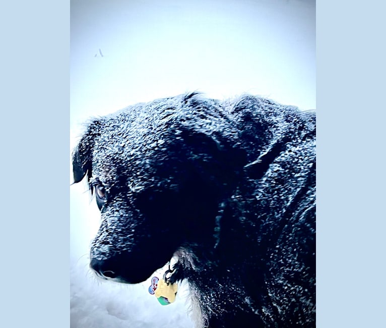 Gia Joy, an American Pit Bull Terrier and Siberian Husky mix tested with EmbarkVet.com