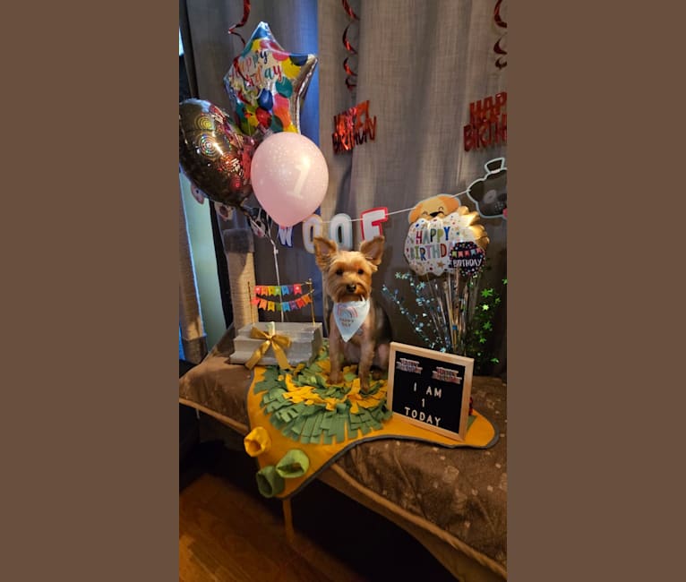 Charlie, a Yorkshire Terrier tested with EmbarkVet.com