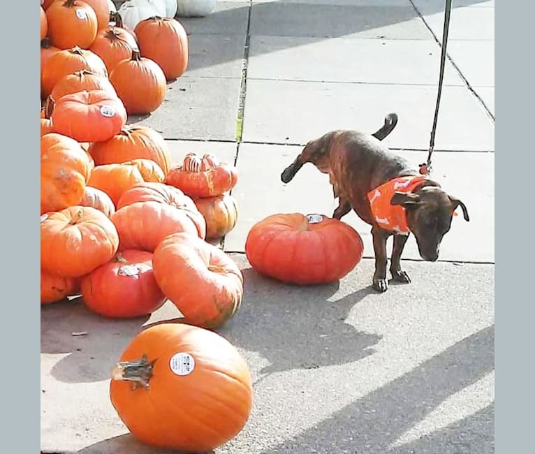 Reggie, a Dachshund and Rat Terrier mix tested with EmbarkVet.com