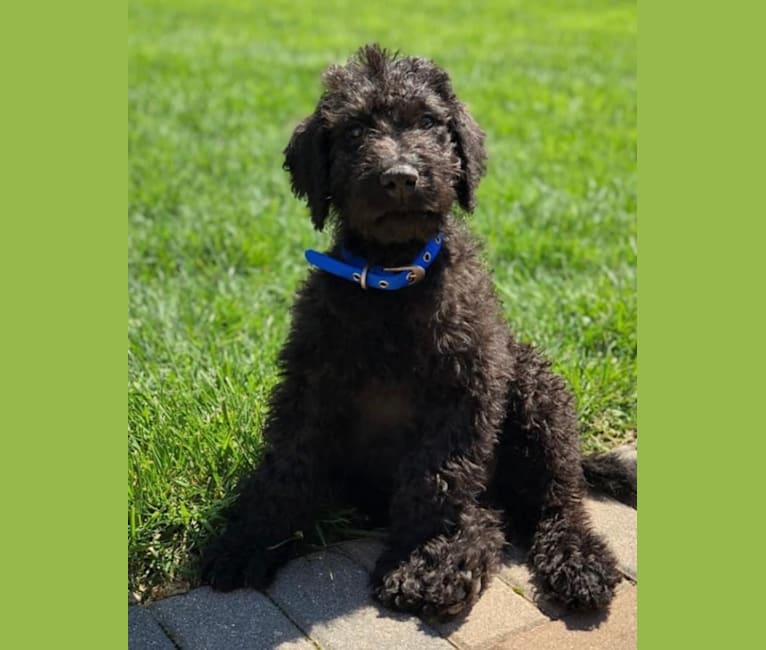 Bowie, an Airedale Terrier and Poodle (Standard) mix tested with EmbarkVet.com