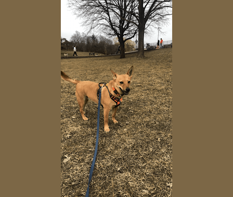 Goober, a Chihuahua and Chow Chow mix tested with EmbarkVet.com