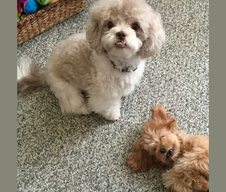 Photo of Nixie, a Poodle (Small), Pomeranian, and Lhasa Apso mix