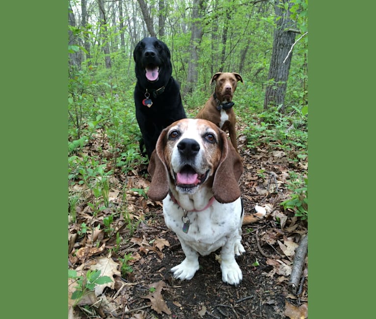 Brittany spaniel basset hound cheap mix