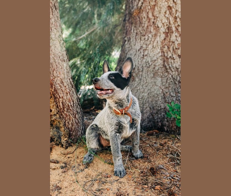Ranger, an Australian Cattle Dog tested with EmbarkVet.com