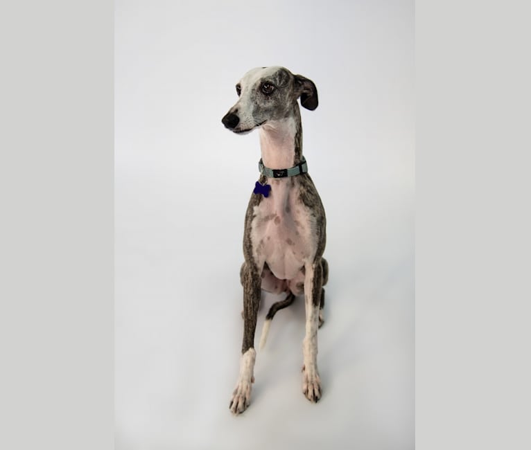 Mimi, a Whippet tested with EmbarkVet.com