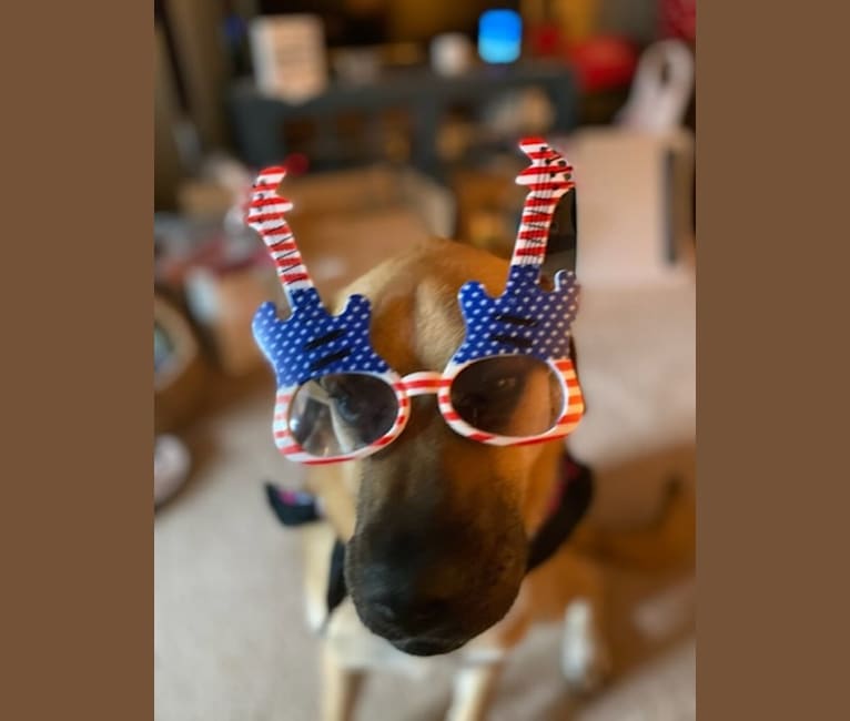 Burkin, a Labrador Retriever and Boxer mix tested with EmbarkVet.com