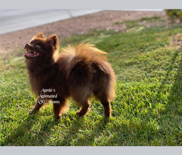 Kovu, a Pomeranian tested with EmbarkVet.com